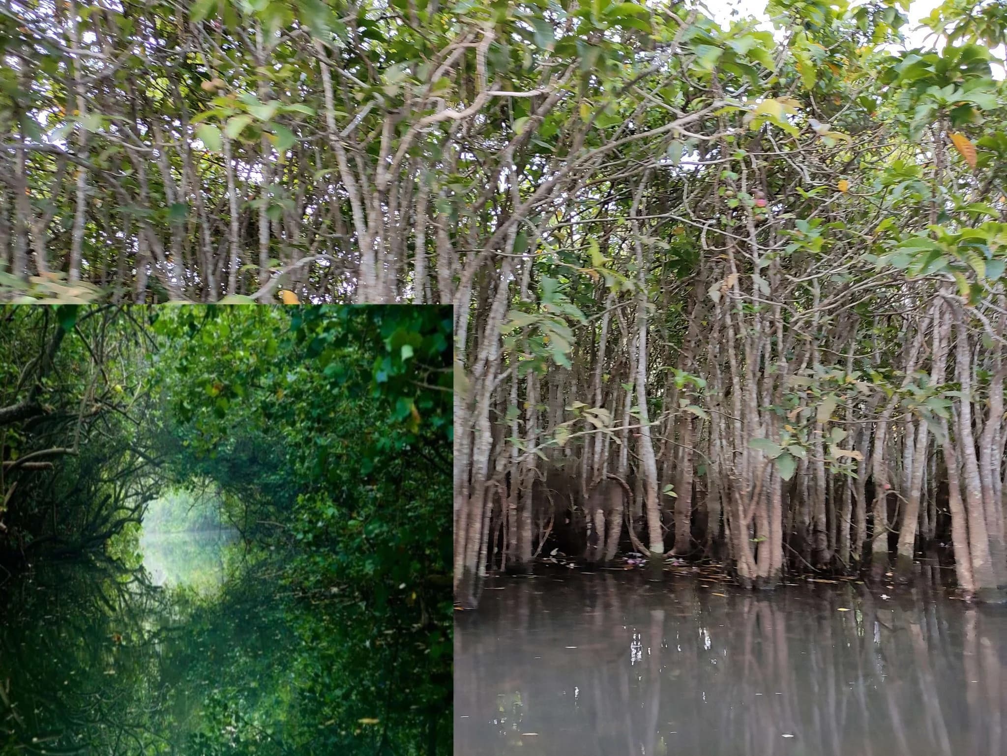Poovar Mangrove Forest Boating