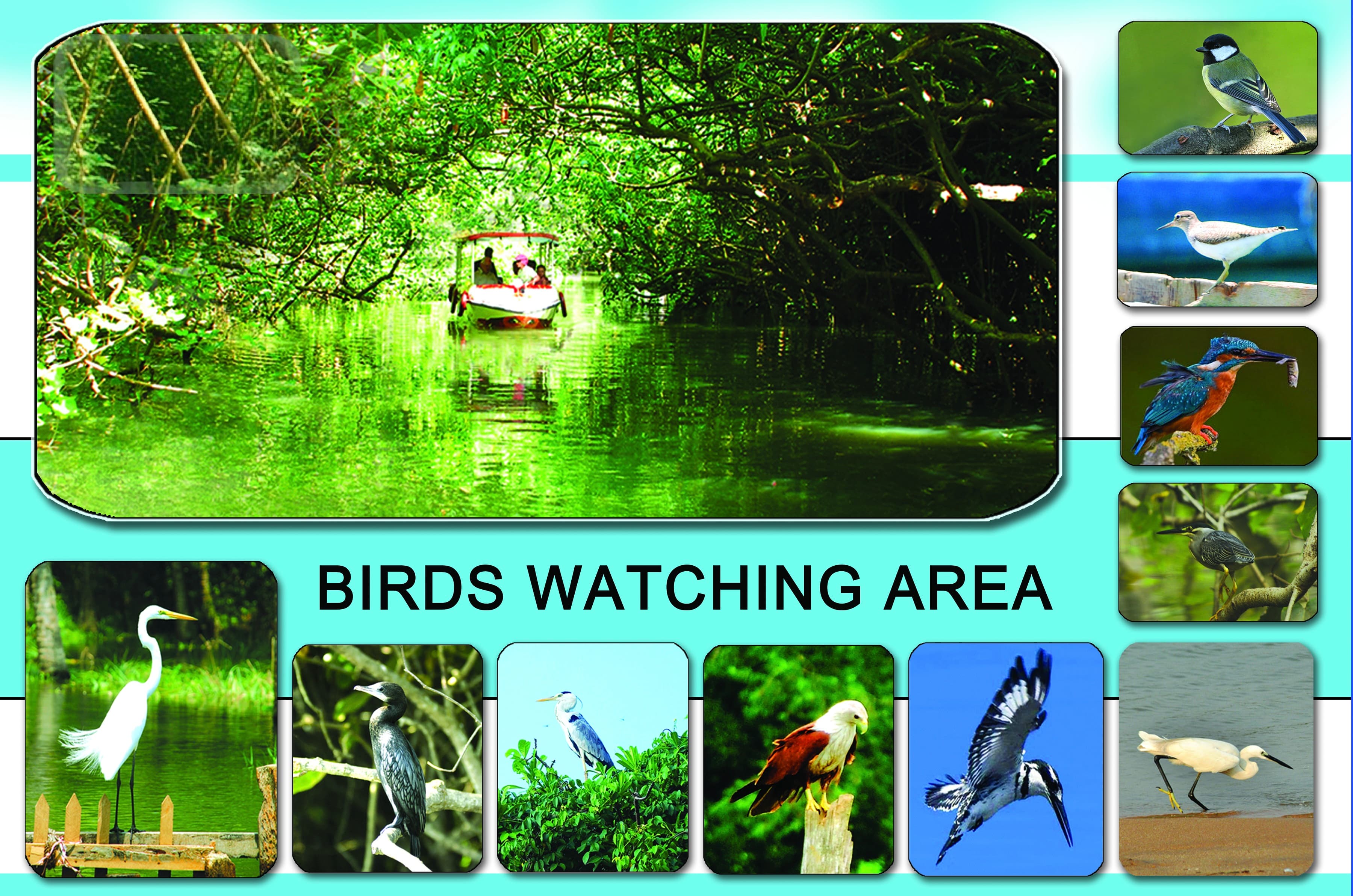 Bird Watching in Poovar Mangrove Forest in Poovar backwaters